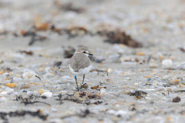Kentish Plover Anarhynchus alexandrinus on a beach in Brittany