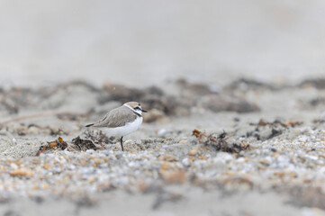 Kentish Plover Anarhynchus alexandrinus on a beach in Brittany