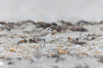 Kentish Plover Anarhynchus alexandrinus on a beach in Brittany