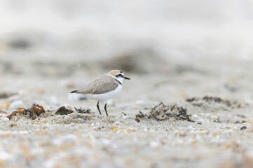 Kentish Plover Anarhynchus alexandrinus on a beach in Brittany