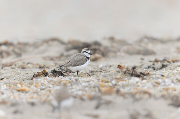 Kentish Plover Anarhynchus alexandrinus on a beach in Brittany