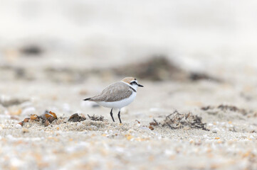 Kentish Plover Anarhynchus alexandrinus on a beach in Brittany