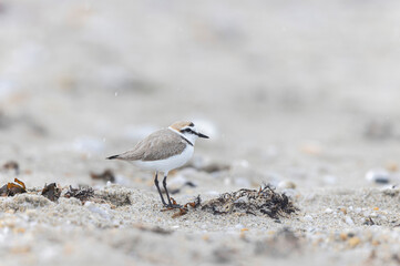 Kentish Plover Anarhynchus alexandrinus on a beach in Brittany