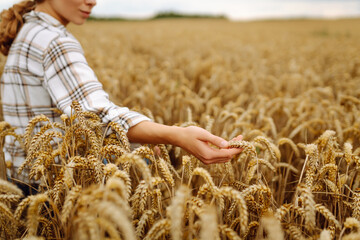 Wheat quality check. Woman Farmer with ears of wheat in a wheat field. Harvesting. Agribusiness. Gardening concept.