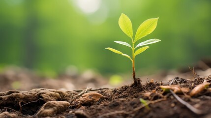 Detailed close-up photo of a young tree sapling, highlighting its delicate leaves and stems as a symbol of new life and regeneration in the forest