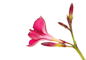 Nerium, oleander or rosebay with pink flowers isolated on white background, clipping
