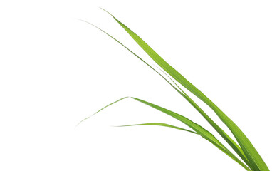 Decorative leaves of green grass in spring, isolated on white, clipping path