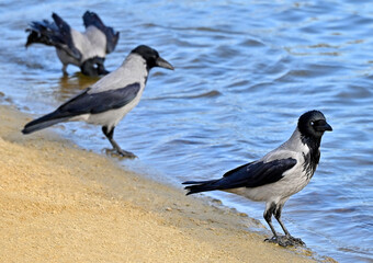 Raven on shore