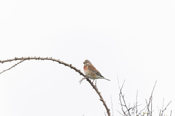Common Linnet Linaria cannabina sitting or perching