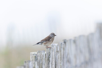 Common Linnet Linaria cannabina sitting or perching