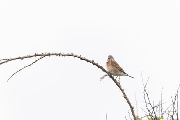 Common Linnet Linaria cannabina sitting or perching