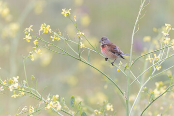Common Linnet Linaria cannabina sitting or perching