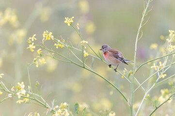 Common Linnet Linaria cannabina sitting or perching