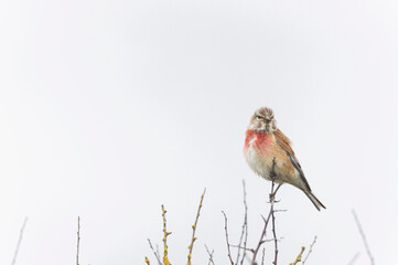 Common Linnet Linaria cannabina sitting or perching