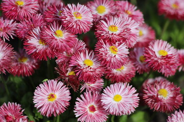 Pink flowers of english daisy. Bellis perennis pomponette, daisy in garden. 