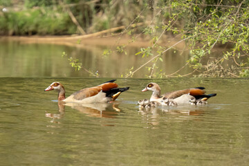 Egyptian Geese and Goslings