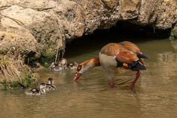 An Egyptian Goose and Goslings