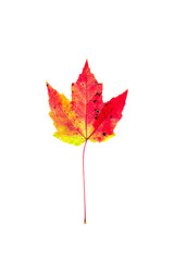 Colorful autumn foliage sugar maple leaves red yellow orange and green isolated on white background.