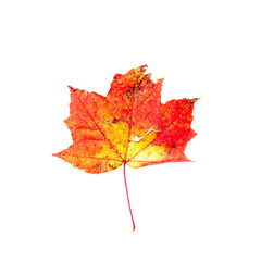 Colorful autumn foliage sugar maple leaves red yellow orange and green isolated on white background.