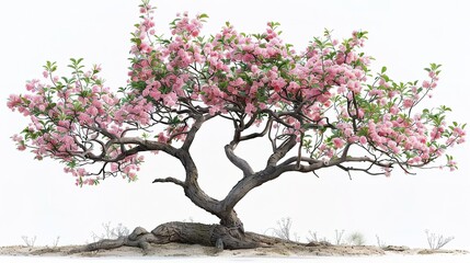 Photorealistic render of a cherry blossom tree in full bloom against a white background