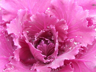 Obraz premium ant shade of purple. The water droplets are clearly visible and are scattered across the petals. The droplets are different sizes and shapes, and they add a sense of texture and dimension to the photo