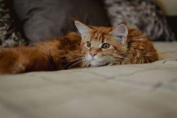 Homemade redhead Maine Coon is relaxing on the couch. pet care. purebred cat from the kennel