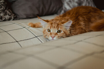 Homemade redhead Maine Coon is relaxing on the couch. pet care. purebred cat from the kennel