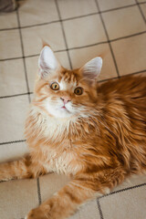 Homemade redhead Maine Coon is relaxing on the couch. pet care. purebred cat from the kennel