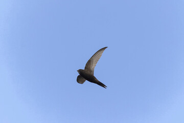 common swift Apus apus in flight 