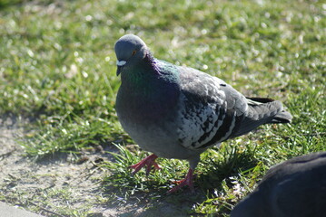 pigeon in the park