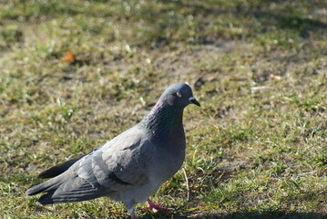 dove on the grass