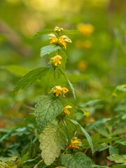 Nahaufnahme einer gelb blühenden Goldnessel (Lamium galeobdolon).