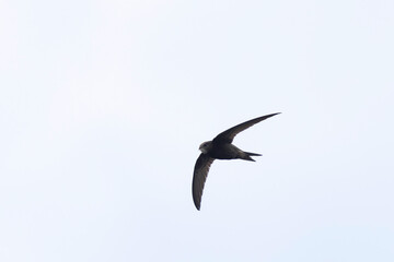 common swift Apus apus in flight 