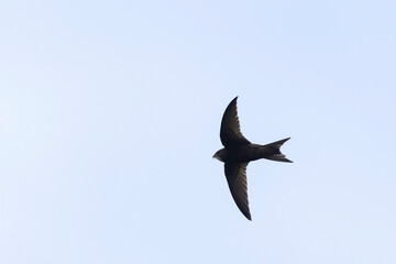 common swift Apus apus in flight 