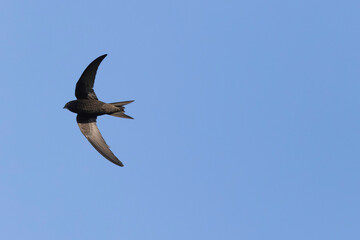 common swift Apus apus in flight 