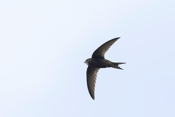 common swift Apus apus in flight 