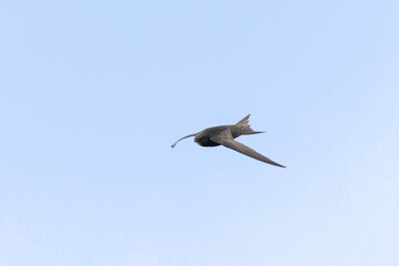 common swift Apus apus in flight 