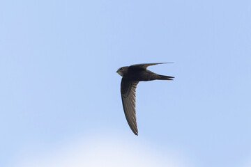 common swift Apus apus in flight 