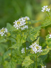 Blick auf die weißen Blütenstände der Knoblauchrauke (Alliaria petiolata).