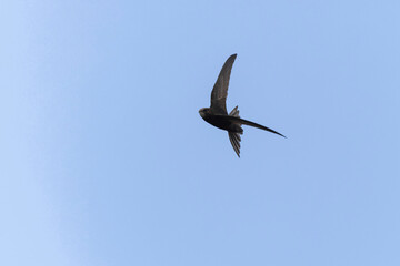 common swift Apus apus in flight 