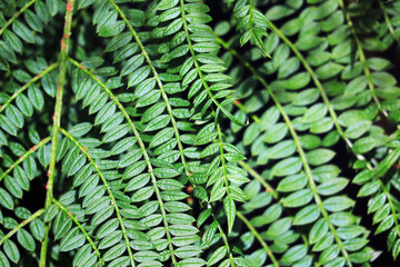 Flammenbaum, Blätter, Mimose