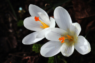 Krokus, Frühling, Blüten, Blumen, Zwiebelblumen, Krokusblüte