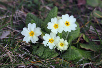 Primel, Schlüsselblume, Blüten, Blumen, Frühling