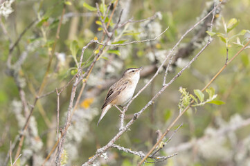 Acrocephalus schoenobaenus Sedge Warbler perching on reed and singing