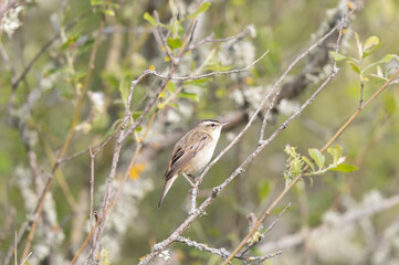 Acrocephalus schoenobaenus Sedge Warbler perching on reed and singing