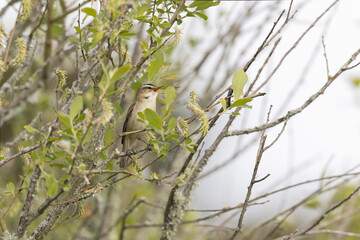 Acrocephalus schoenobaenus Sedge Warbler perching on reed and singing