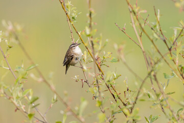 Acrocephalus schoenobaenus Sedge Warbler perching on reed and singing