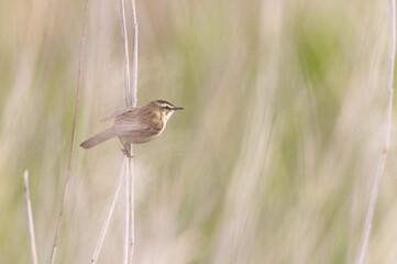 Acrocephalus schoenobaenus Sedge Warbler perching on reed and singing
