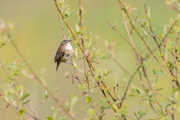 Acrocephalus schoenobaenus Sedge Warbler perching on reed and singing