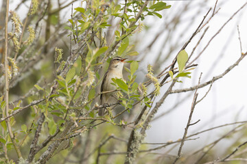 Acrocephalus schoenobaenus Sedge Warbler perching on reed and singing